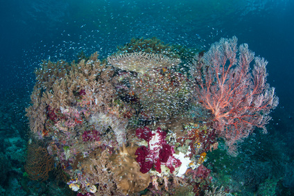 Korallenwelt als Beispiel biologischer Vielfalt